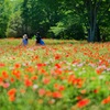 草木喜び、花香る季節