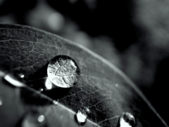 『Rain drops』白と黒の狭間で輝く