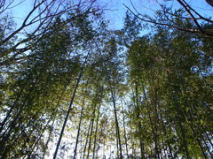 竹林