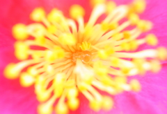 彩