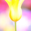 春色チューリップ