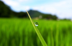 『Rain drop』 Rice field