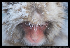 Snow Monkey