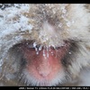 Snow Monkey
