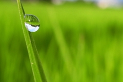 『Rain drop』 Rice field