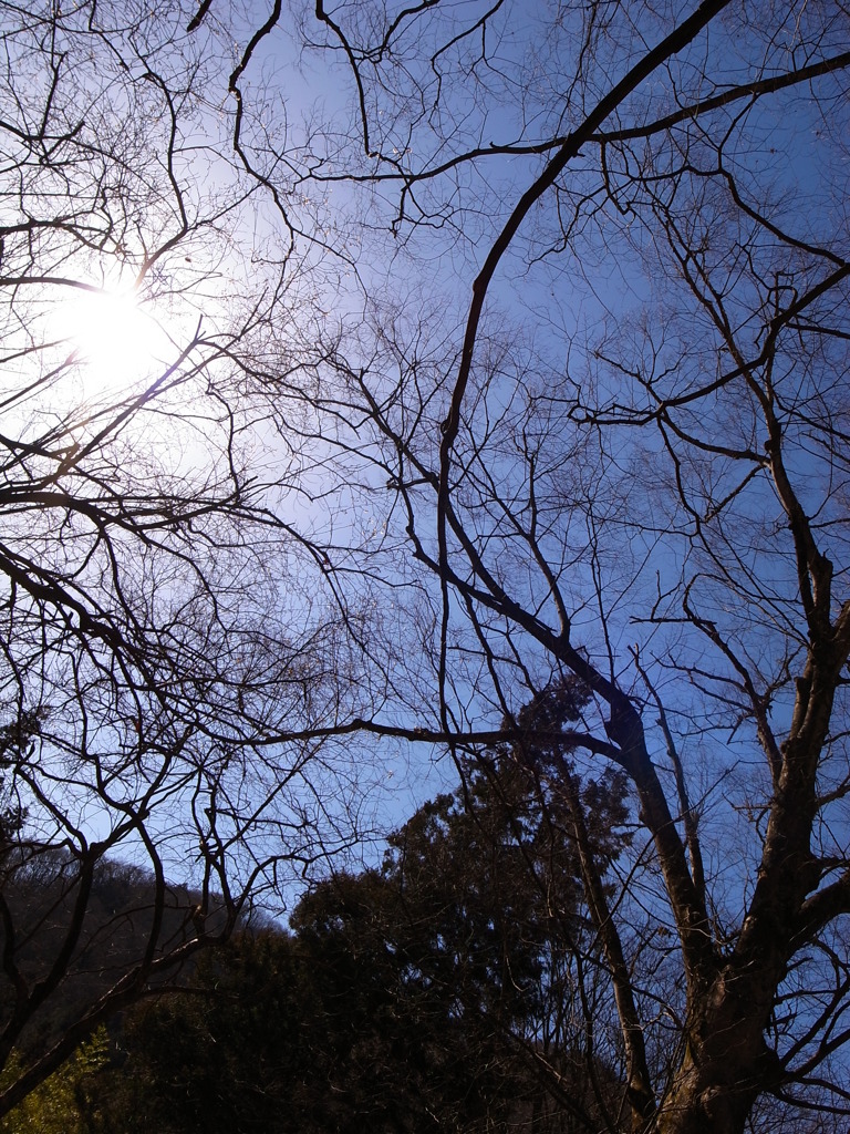 ふと見上げてみた景色