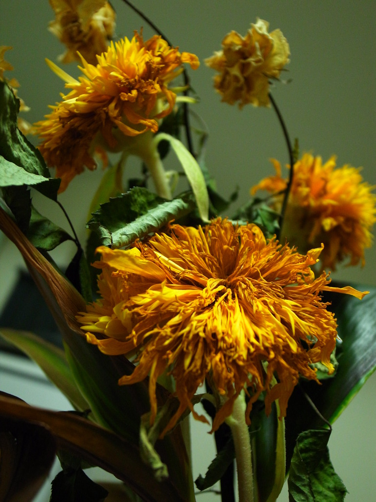 枯れ花