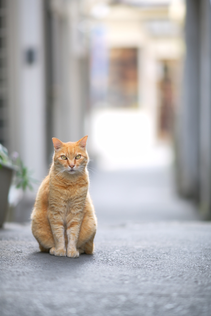 江の島の猫