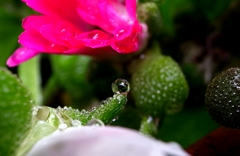 『Rain drops』バランス