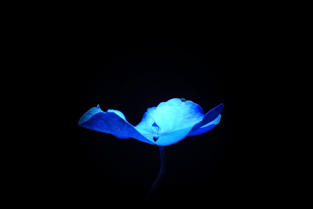 『Blue』：紫陽花