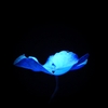 『Blue』：紫陽花