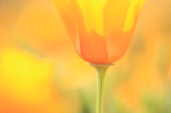 orange　days