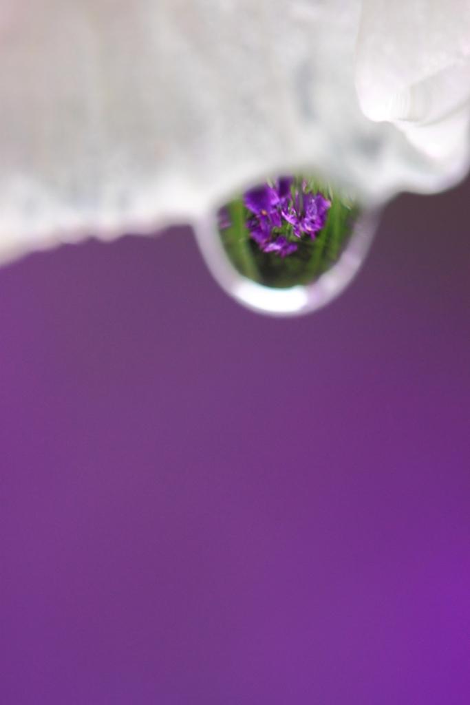 gradation　of　purple