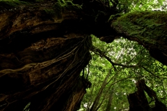 forest tunnel