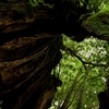 forest tunnel