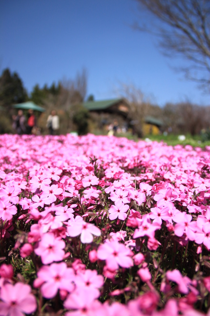 くじゅう花公園