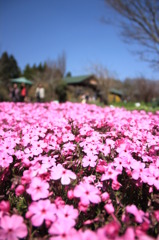 くじゅう花公園