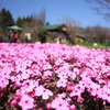 くじゅう花公園