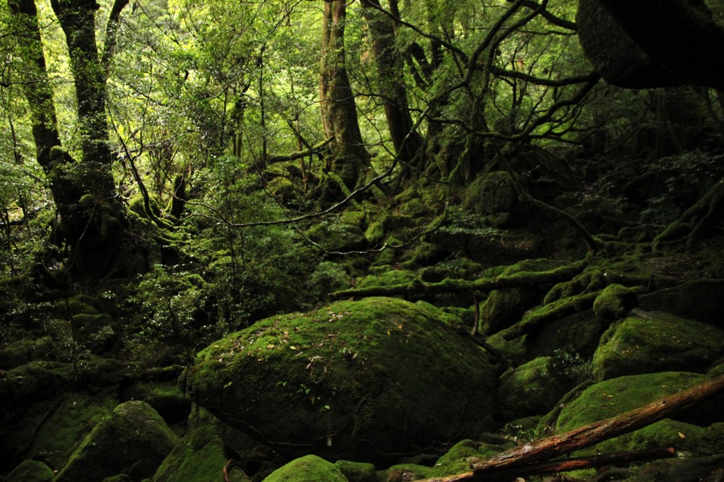 もののけ姫の森