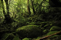 もののけ姫の森