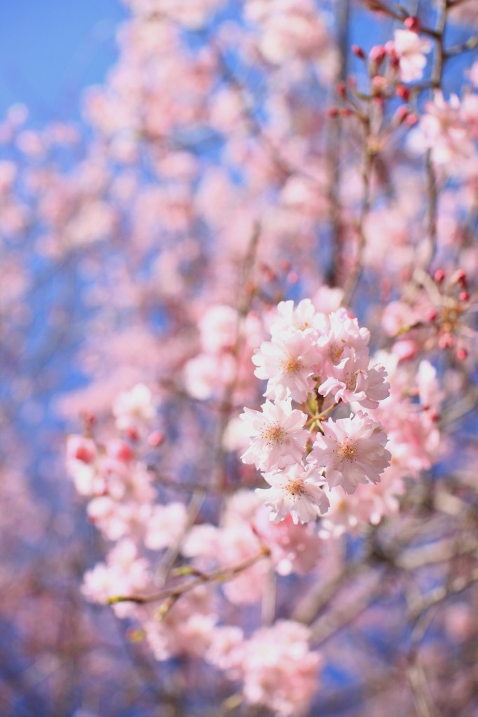 pastelcolor