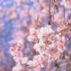 pastelcolor