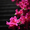 雨の・・・