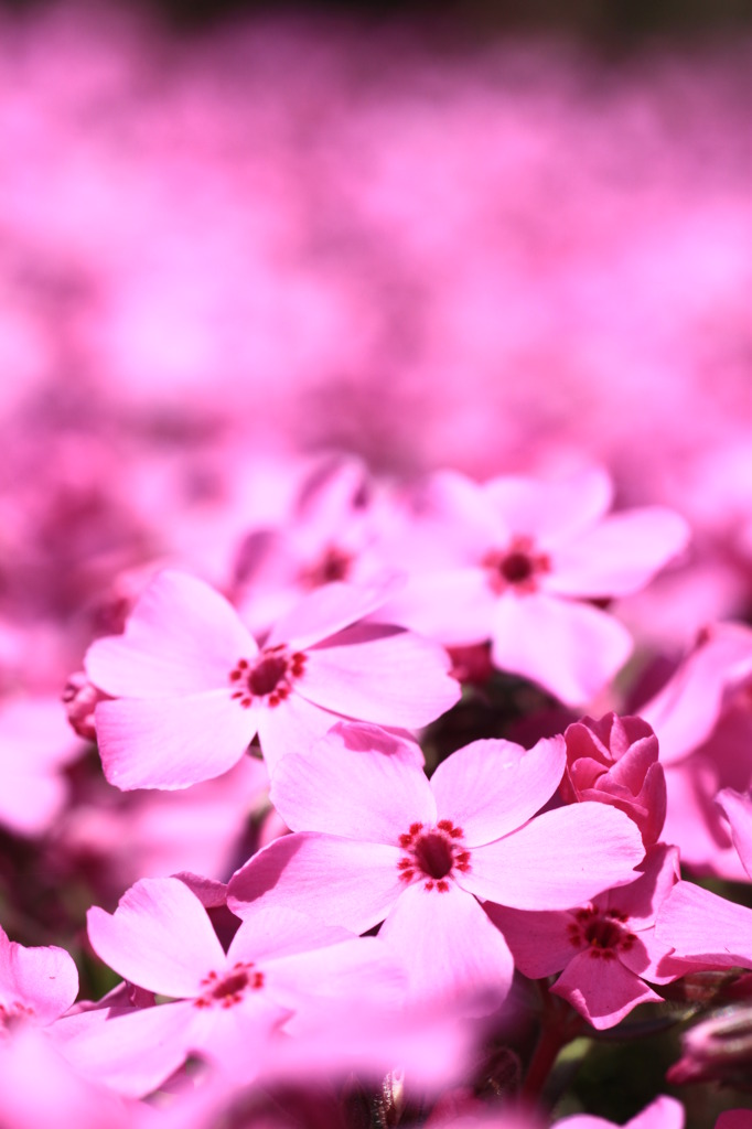 vividcolor