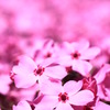 vividcolor