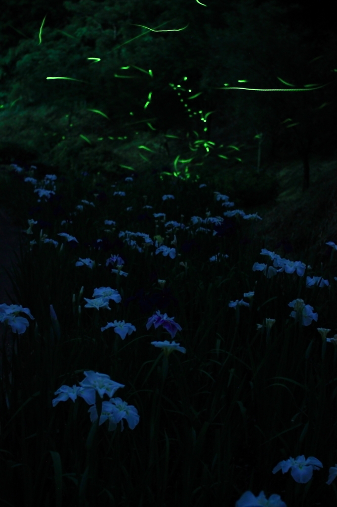 花菖蒲の夜に