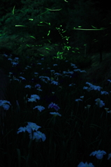 花菖蒲の夜に