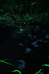 Life Stream
