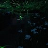 Life Stream