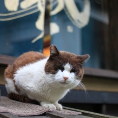 時にはいニャし(癒し）を
