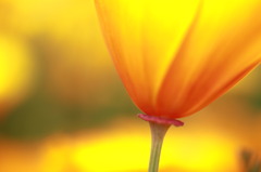 California　poppy