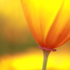 California　poppy