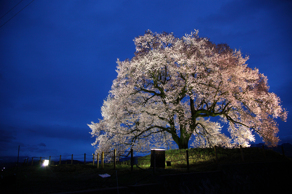 わに塚の桜　～第3章　宴～