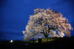 わに塚の桜　～第3章　宴～