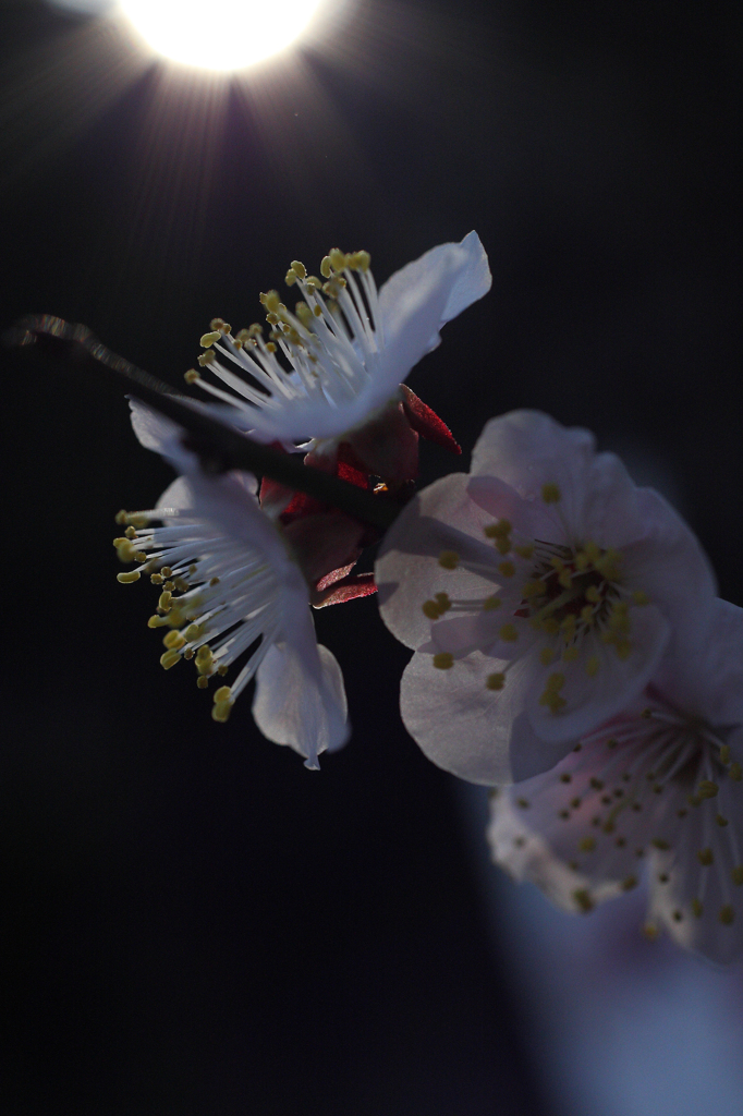 太陽の下 花開く