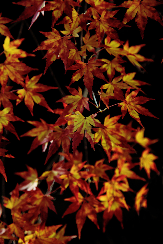 紅葉模様