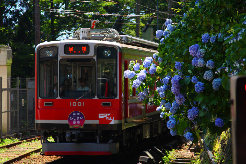 初夏の彩りby箱根登山鉄道