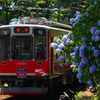 初夏の彩りby箱根登山鉄道