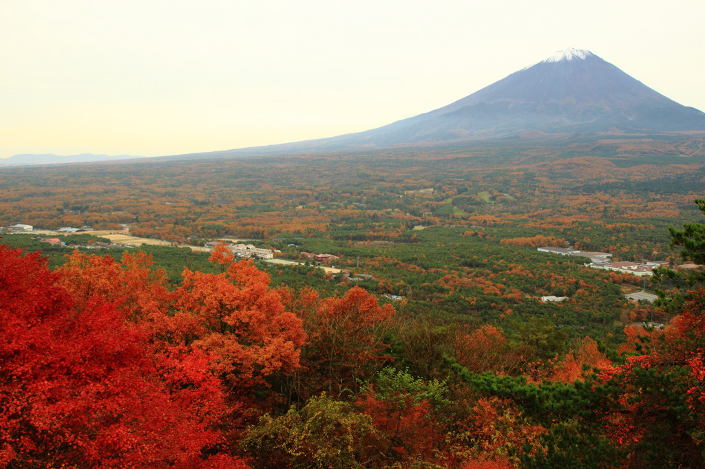 富士の裾野