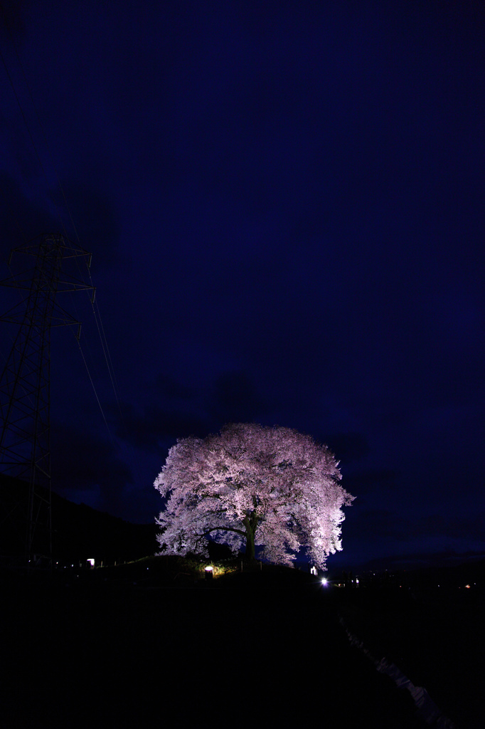 わに塚の桜　～最終章　孤～