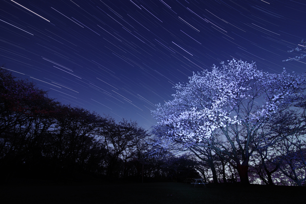 印旛沼公園の桜