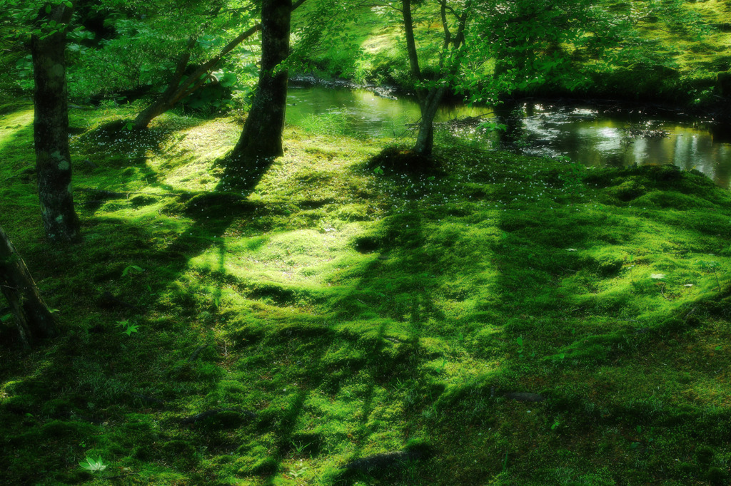 Forest of the morning
