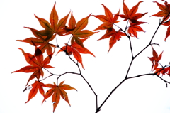 それぞれの紅葉