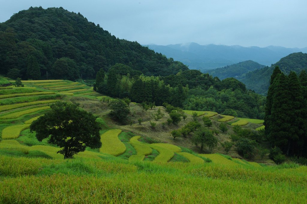 大山千枚田