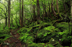 苔むす森　－蓼科大滝－