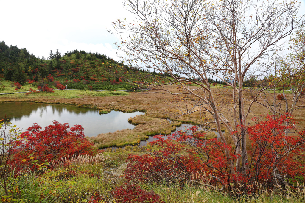 弓池の紅葉